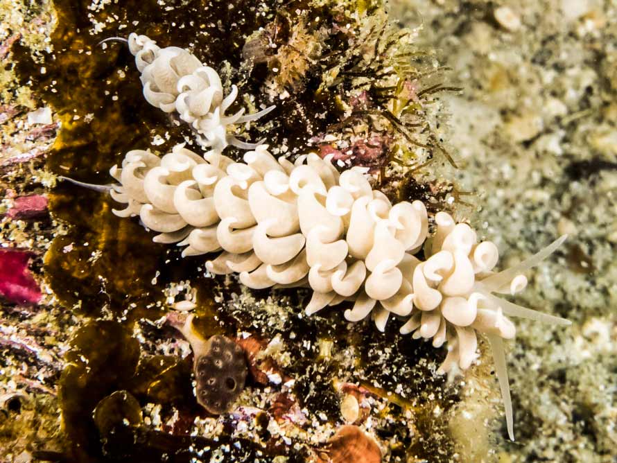 Phyllodesmium pecten